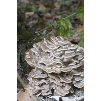 Maitake – Trsnatec lupenitý - 90 kapslí